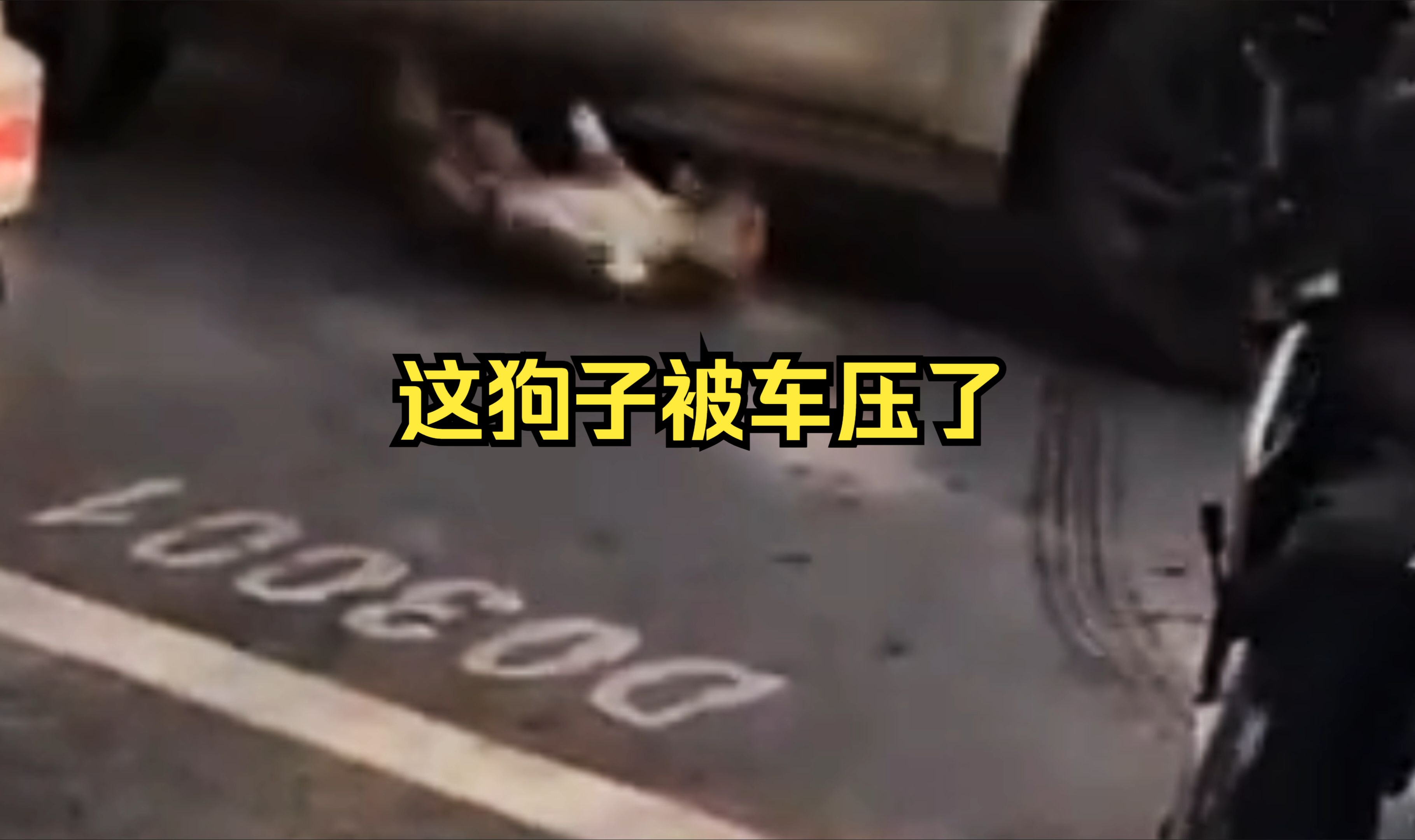 这狗子运气不好被车压了