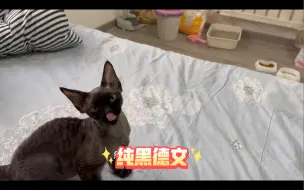 Video herunterladen: 价值上万的纯黑德文卷毛猫为什么只要三千？是不是又捡到漏了？