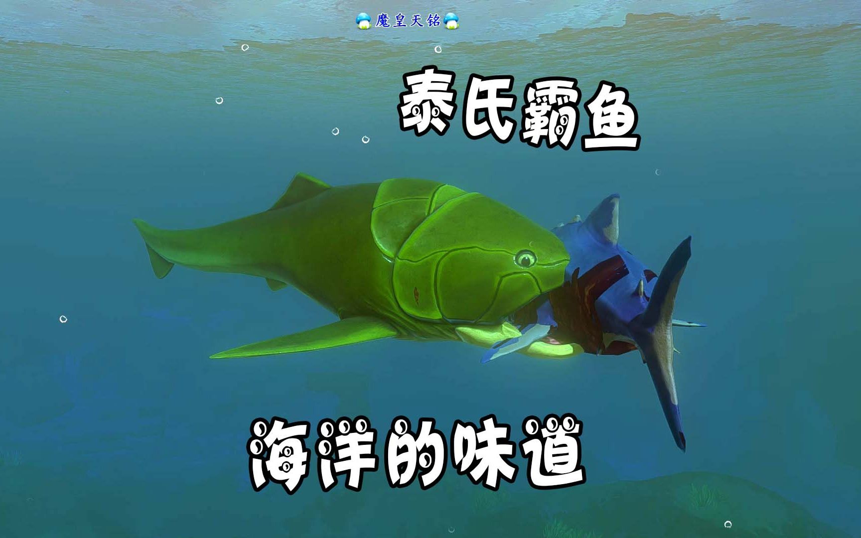 天铭海底大猎杀第二季82泰氏霸鱼带你追寻海洋的味道