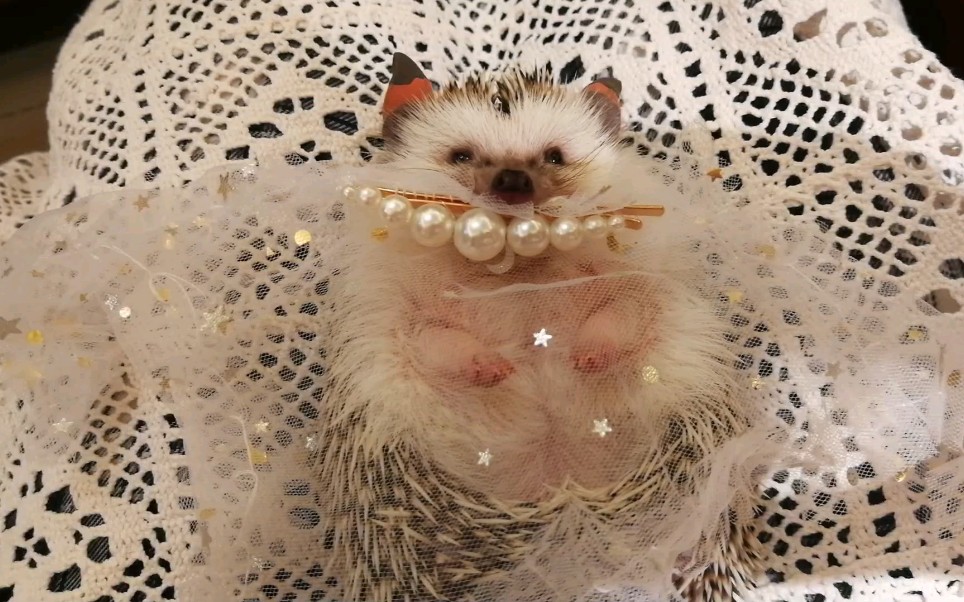 花嫁咩咩子-打死我都不嫁!_哔哩哔哩 (゜-゜)つロ 干杯~-bilibili