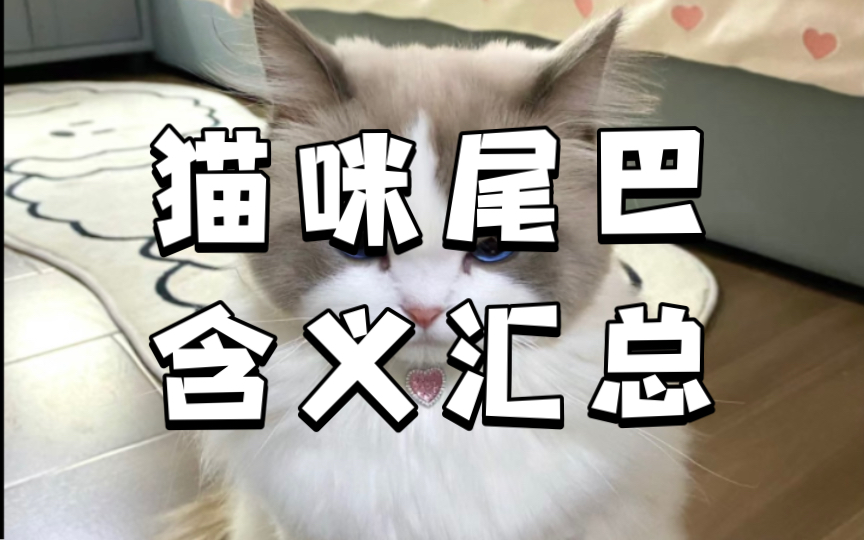 猫咪尾巴含义大汇总!哔哩哔哩bilibili