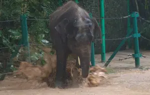 Скачать видео: 【卷卷】像小孩子下雨天喜欢踩水坑玩，然后被家长领走