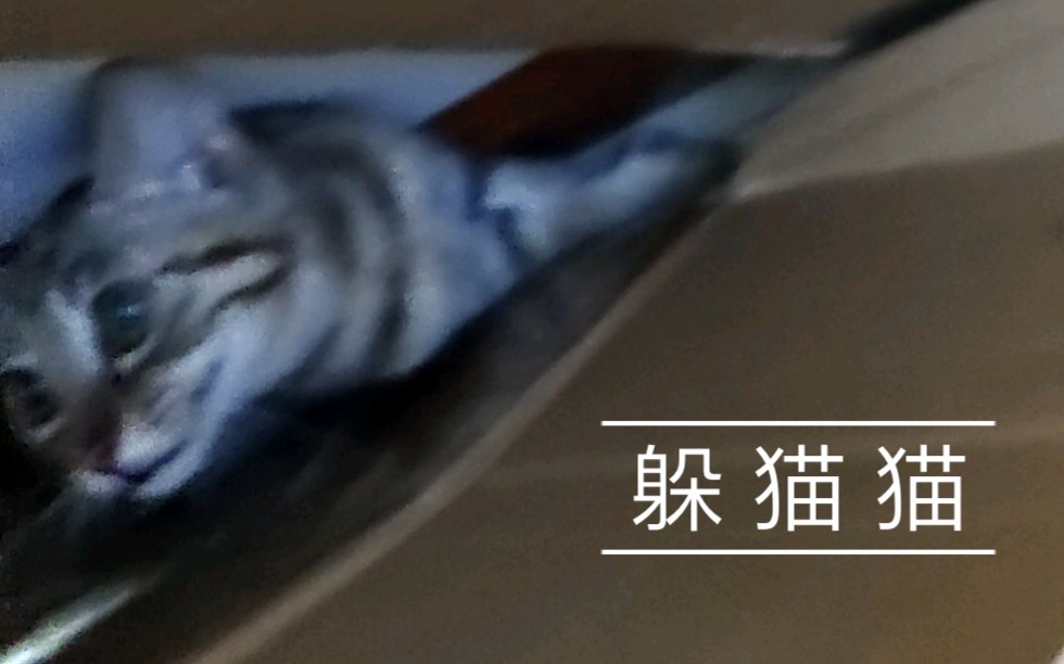 【鱼缸观察日记】躲 猫 猫哔哩哔哩bilibili