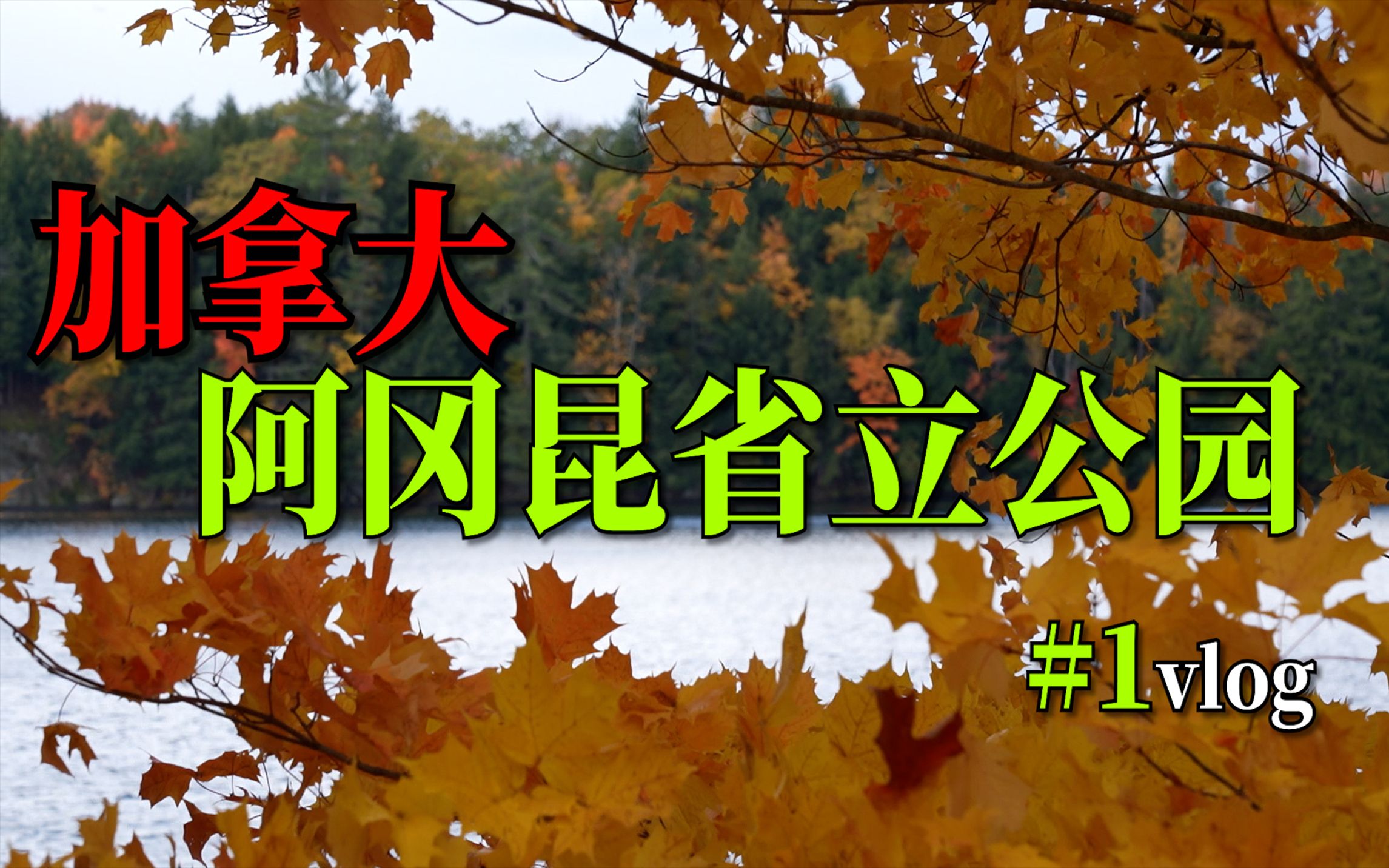 露宿野外是什么体验?加拿大人的周末是怎么玩的?【阿冈昆省立公园】哔哩哔哩bilibili