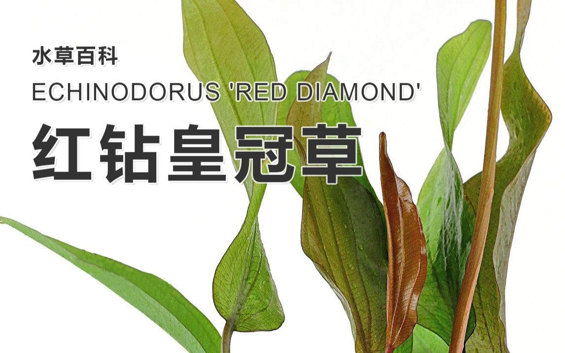 [图]红钻皇冠草-Echinodorus 'Red Diamond'【水草百科】【4K】