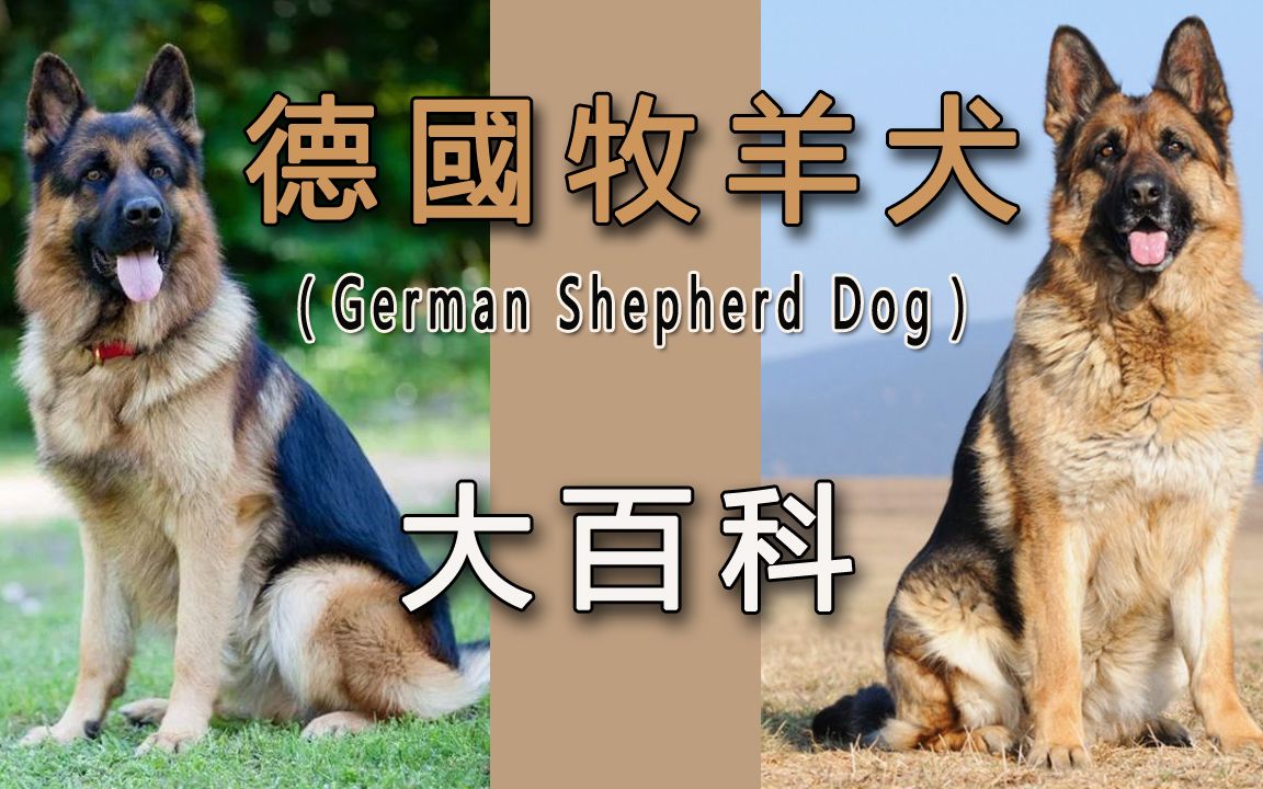 德国牧羊犬(German Shepherd Dog)——大百科哔哩哔哩bilibili