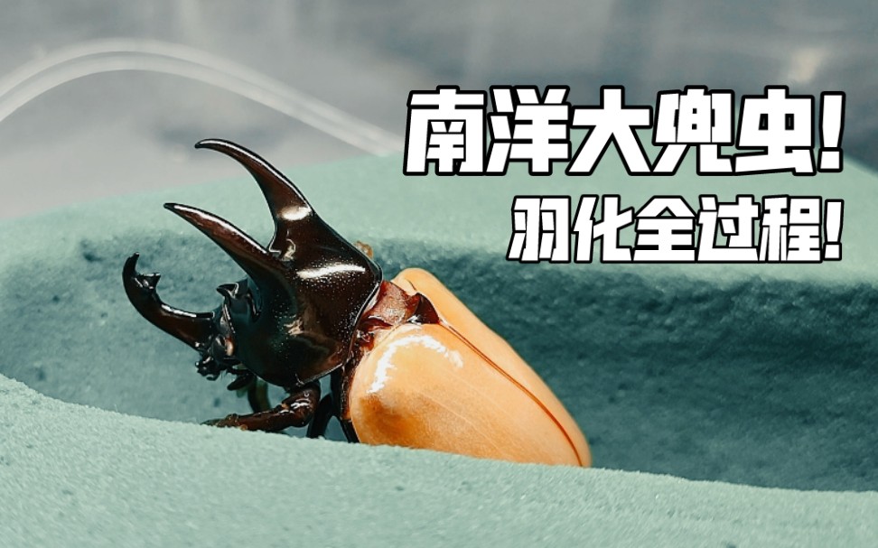 甲虫羽化竟有如此瘦弱的青铜暴君南洋大兜虫羽化全过程