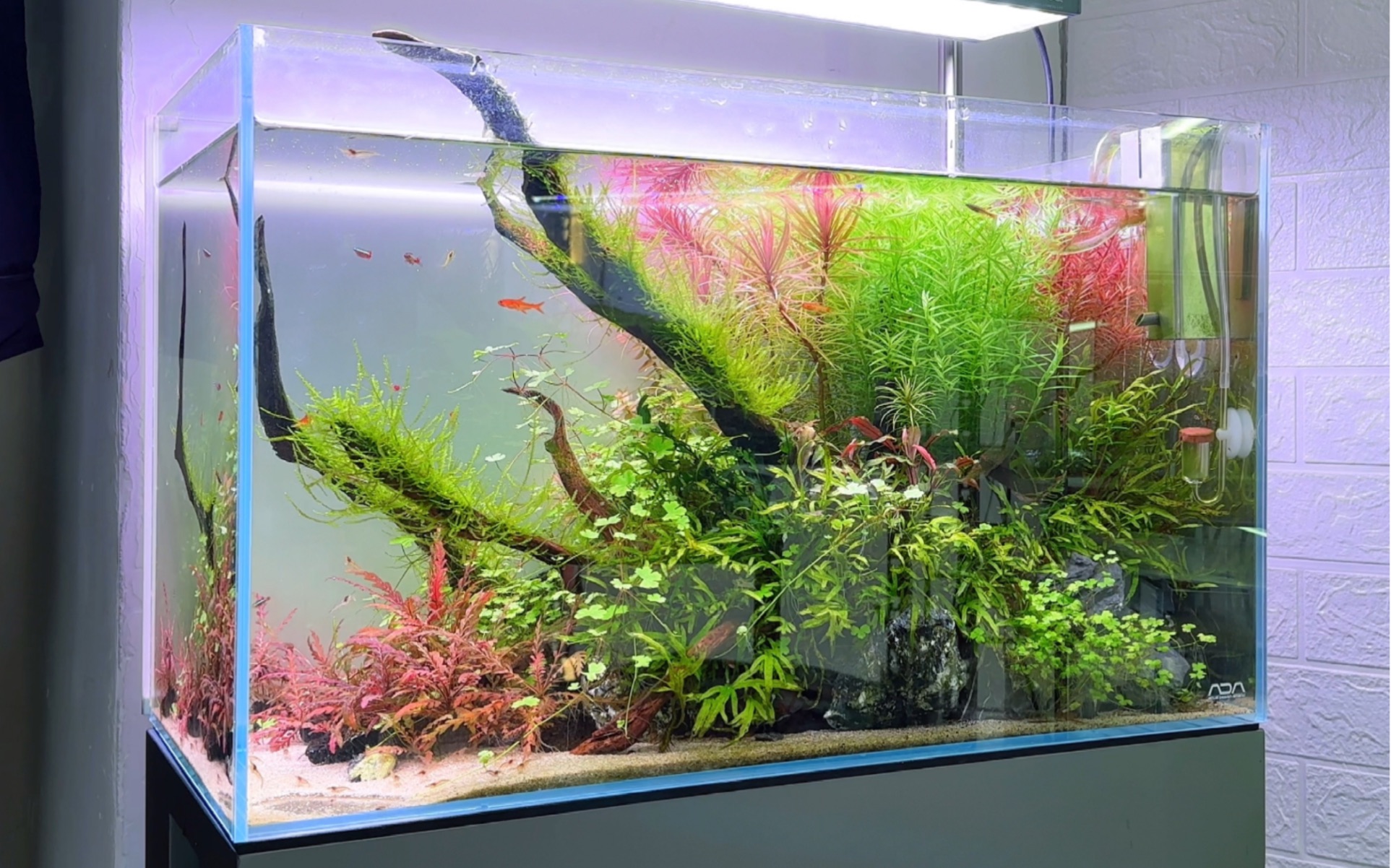 ada草缸|修剪|维护