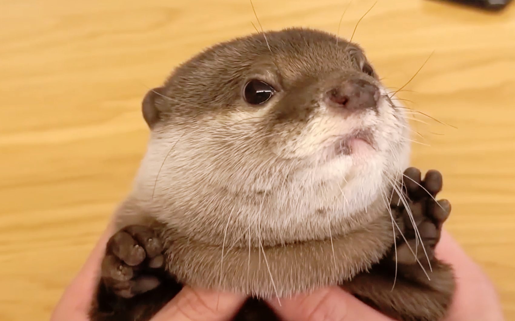 【水獭】短腿小樱花被抱起来的样子太可爱啦