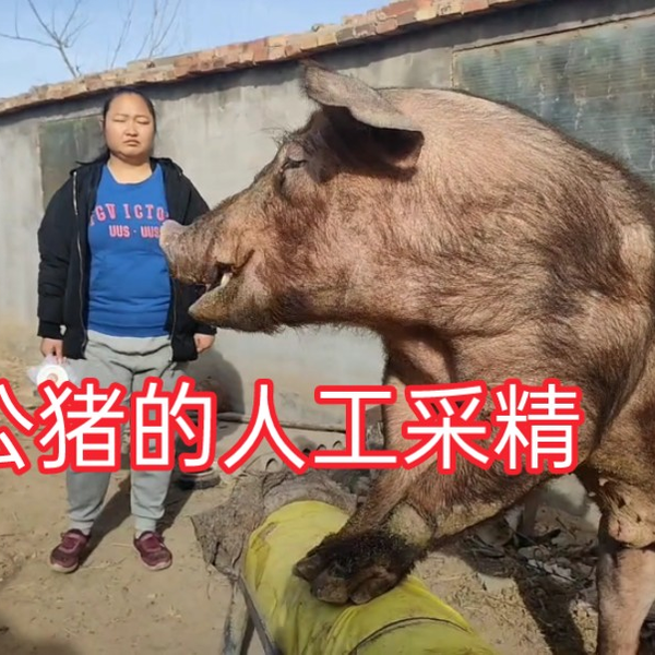 种公猪的精液采集技术！_哔哩哔哩_bilibili