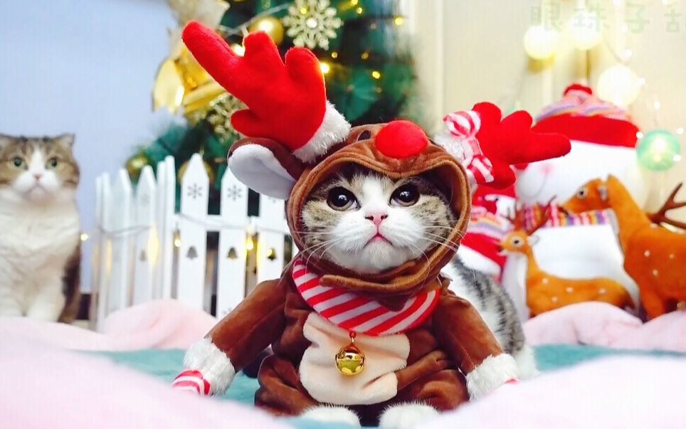 活动作品主人给猫咪们穿上了圣诞新装女装大佬我们喵星人也是要脸的啊
