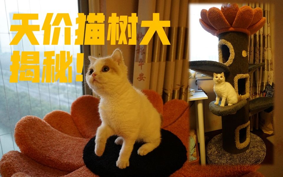 斥巨资买的猫树究竟长啥样?哔哩哔哩bilibili