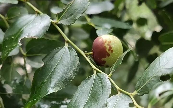 【植物科普】酸枣:鼠李科枣属植物.哔哩哔哩bilibili