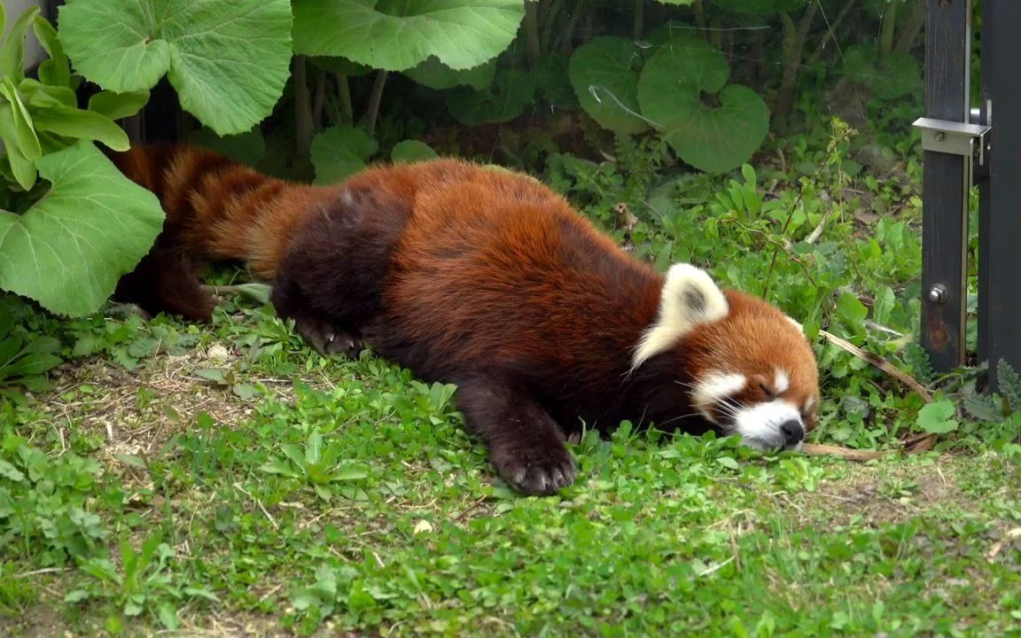 小熊猫趴在草地上睡觉的小熊猫eita