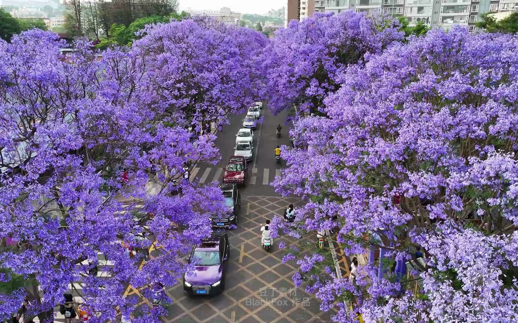 4k昆明教场中路盛开的蓝花楹