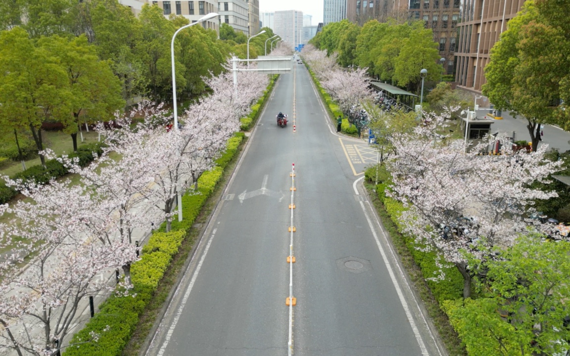 武汉金融港樱花路 | 4k航拍