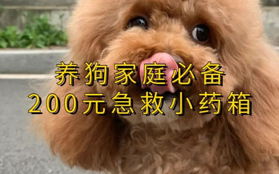 养狗家庭必备的200元 急救小药箱哔哩哔哩bilibili