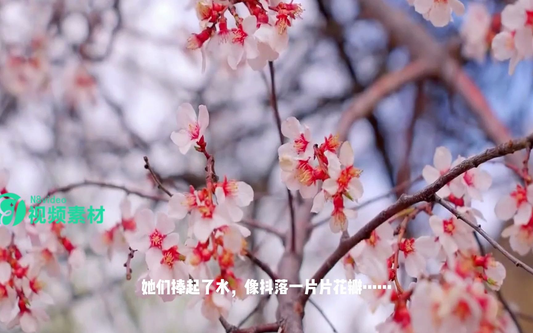 [图]三月桃花水 诗词朗诵LED背景伴奏视频素材