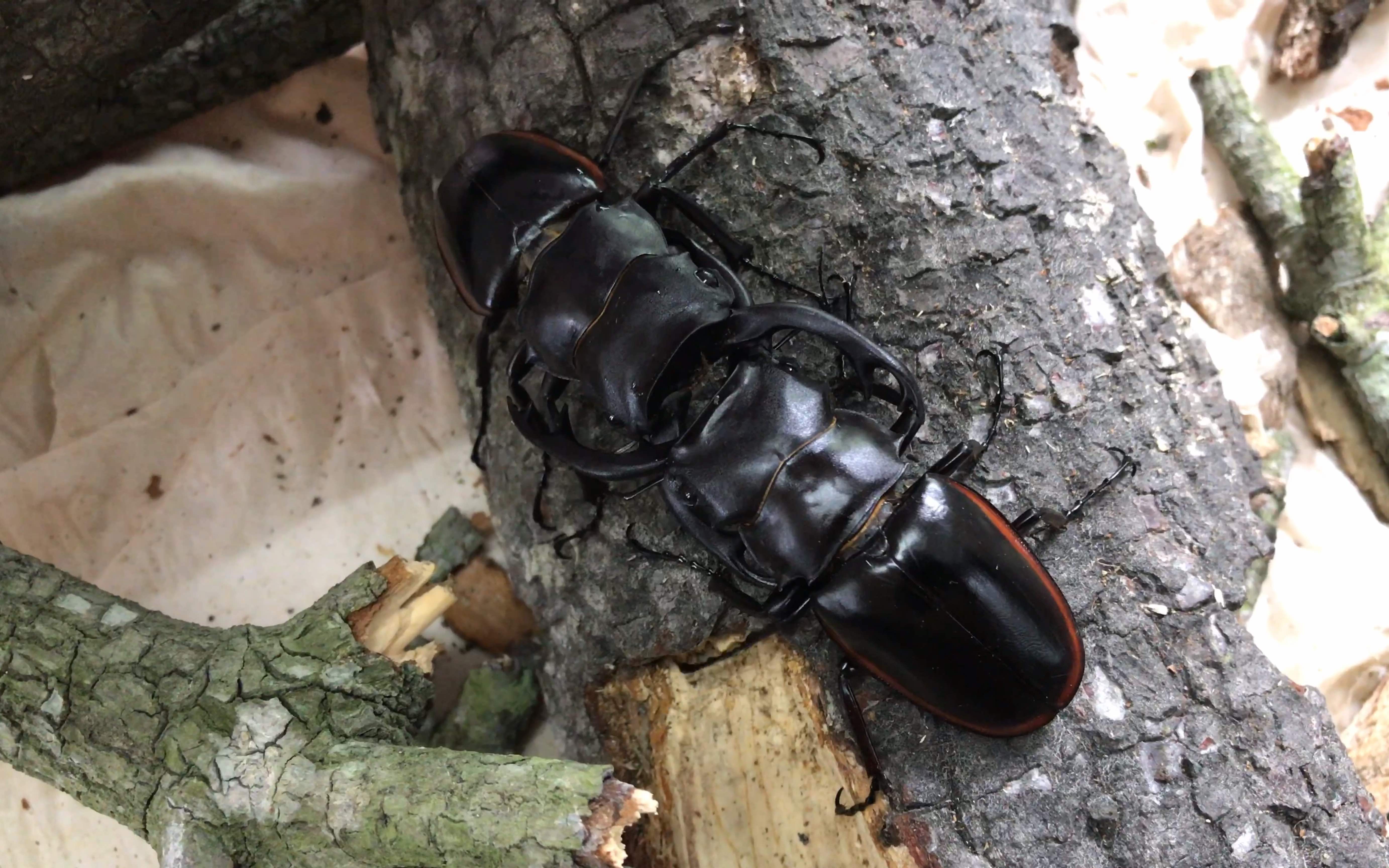 锹甲红边鬼艳锹甲同门相争