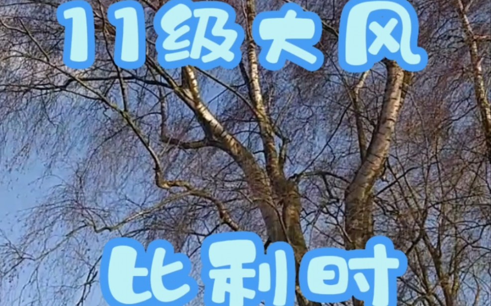 【#shorts 】比利时今天11级大风,鸡舍会不会吹跑!!哔哩哔哩bilibili