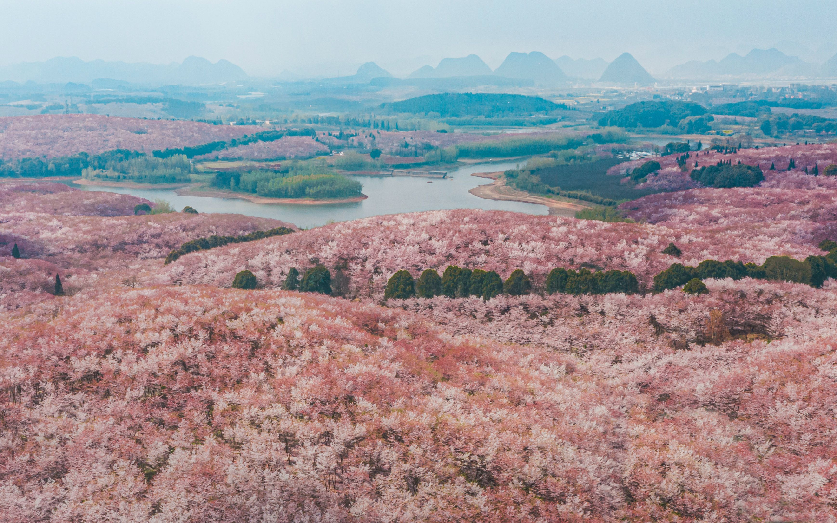 安顺平坝樱花航拍图片