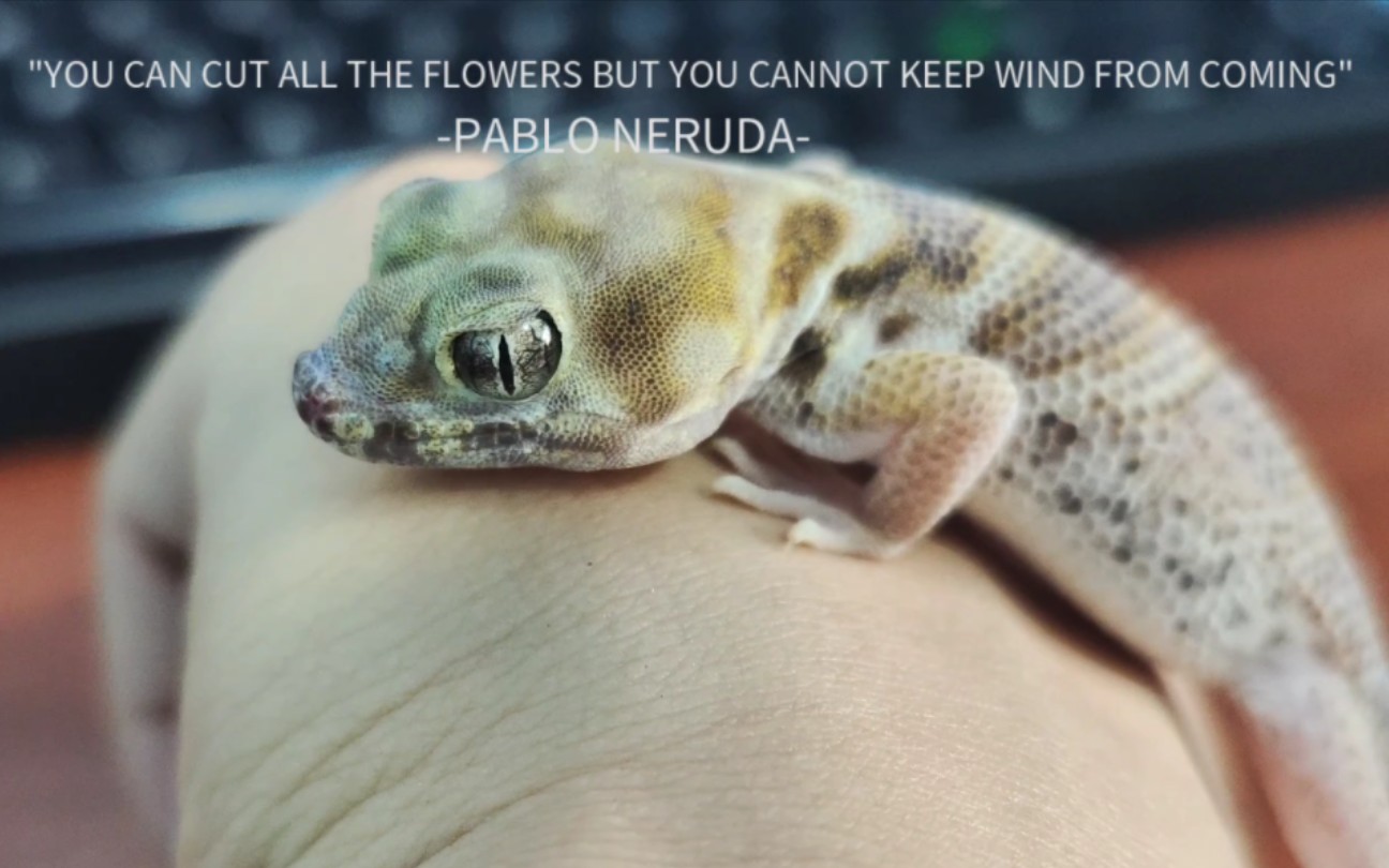 可爱的蛙眼守宫!