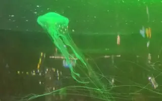 会发光的水母