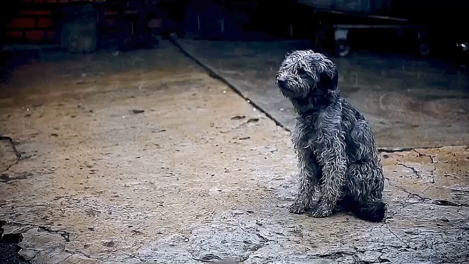 狗在雨中被淋的表情包图片