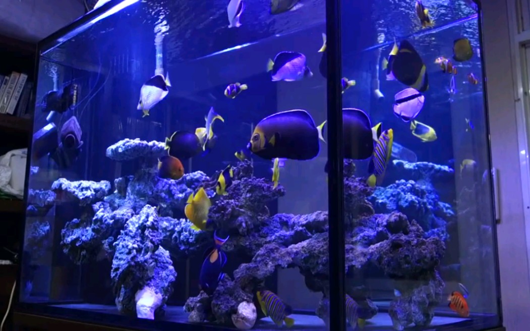 海缸大型神仙fot缸