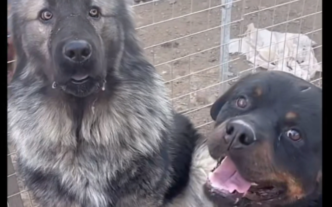 黑豹精华cut 豫西小丁11月18日直播