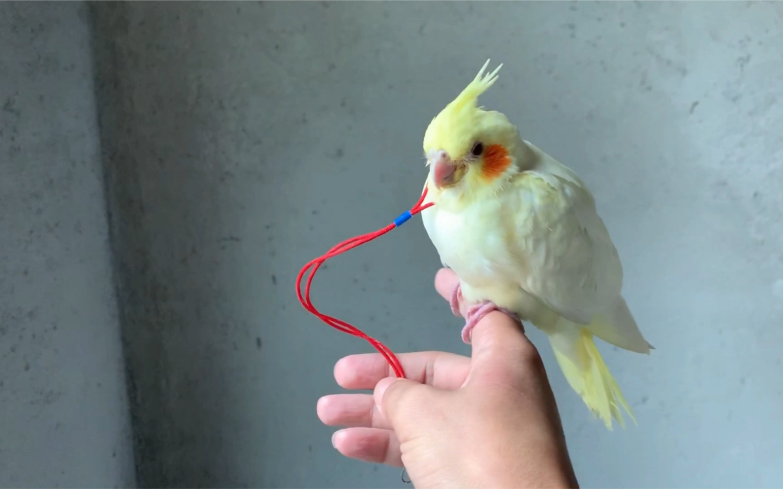 【鹦鹉训练】我家玄凤鹦鹉小白可以飞手了,我是这样训练的