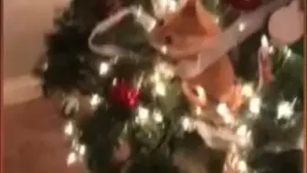 聖誕 [小視頻]🐈‍⬛貓大戰聖誕樹🎄Part1