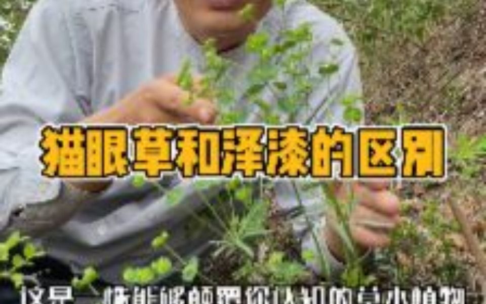 [图]猫眼草和泽漆都属于大戟大戟属的有毒草本植物