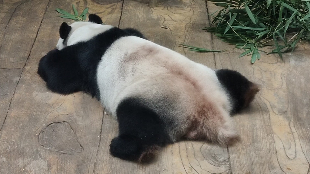 大熊猫园舟,可爱的趴趴熊