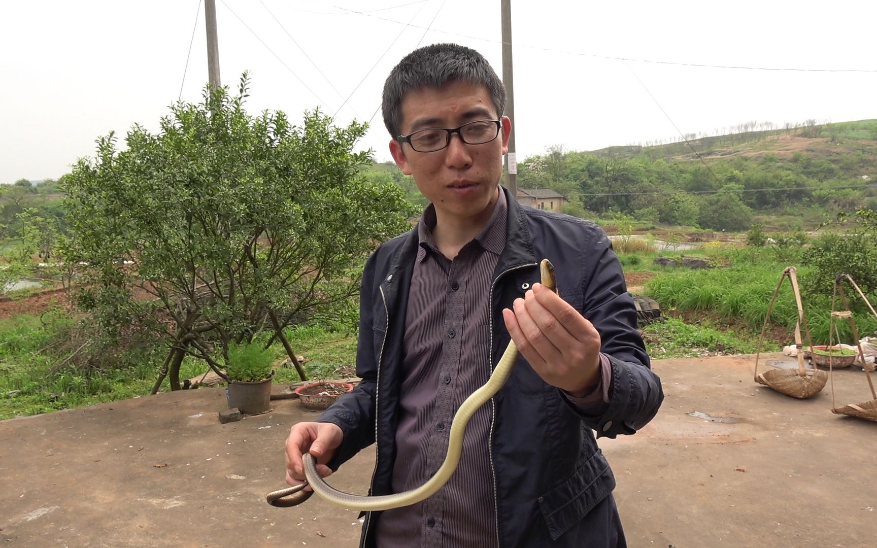 农村小伙深山徒手抓蛇,让人看得心惊胆跳