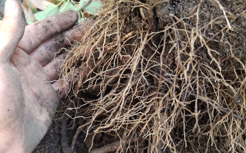 盆栽牡丹毛细根爆盆啦,重要的事说三遍土壤土壤土壤,一定要保证土壤