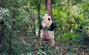 Скачать видео: 和花和叶：叶秘像只窜天猴，把个慢条斯理的花局急得团团转！！