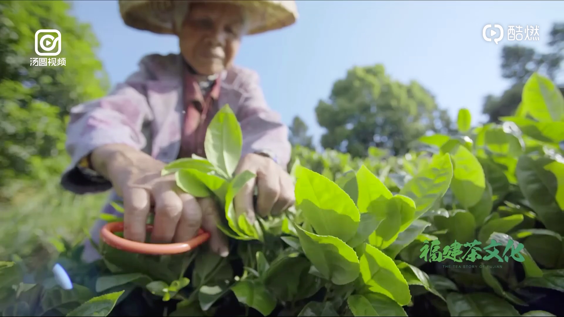 [图]【福建茶文化】乌龙茶