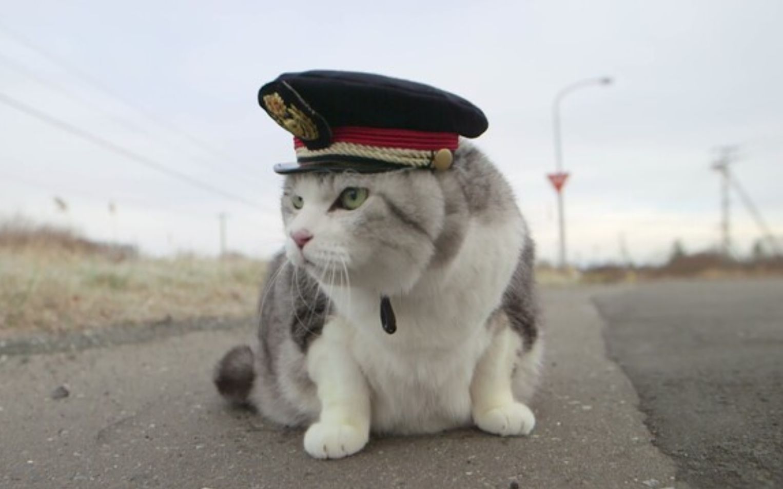 北海道人气网红猫咪站长去世:每天早晨向列车挥手从不间断(中日双语)