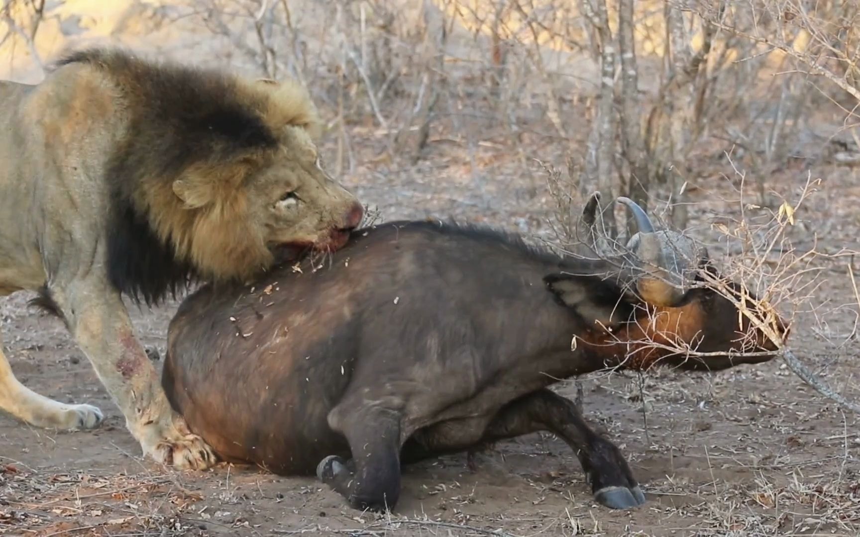 狮子vs野牛,大自然的弱肉强食