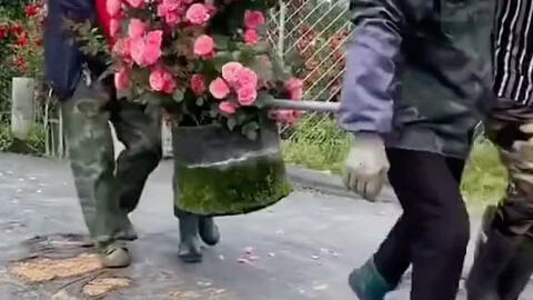 藤本月季花柱 花量多 花期长 多季循环开花 哔哩哔哩
