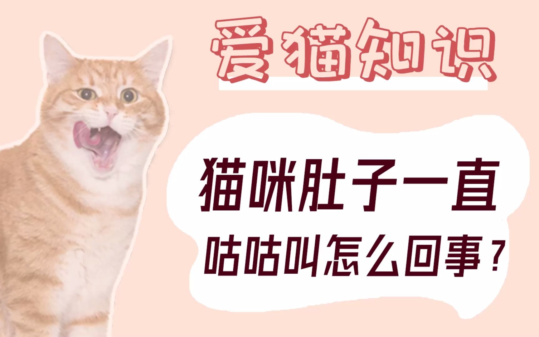 猫咪肚子一直咕咕叫的原因是什么?哔哩哔哩bilibili