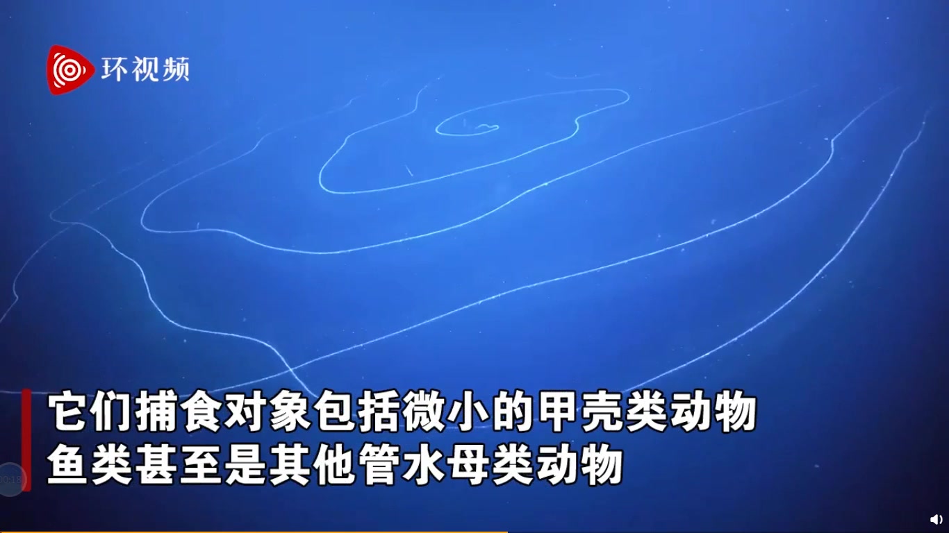 澳大利亚深海拍到47米长管状水母,年龄可能几百岁哔哩哔哩bilibili