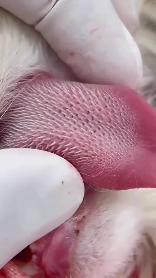 生物进化就是这么神奇猫吃鱼不卡刺秘密全在舌头上吸睛制作人计划视频