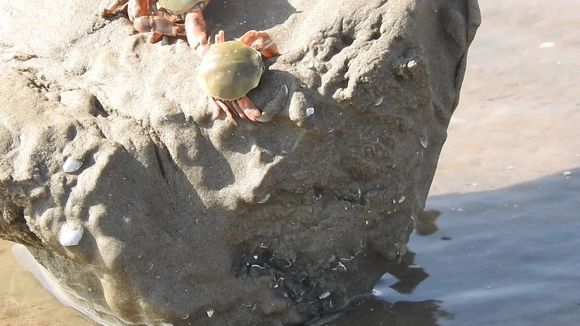 豆形拳蟹之贵圈真乱_哔哩哔哩 (゜-゜)つロ 干杯~-bilibili