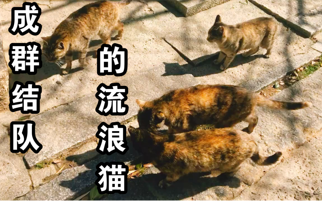 【流浪猫】成群结队的流浪猫,他们为什么会聚集在一起?