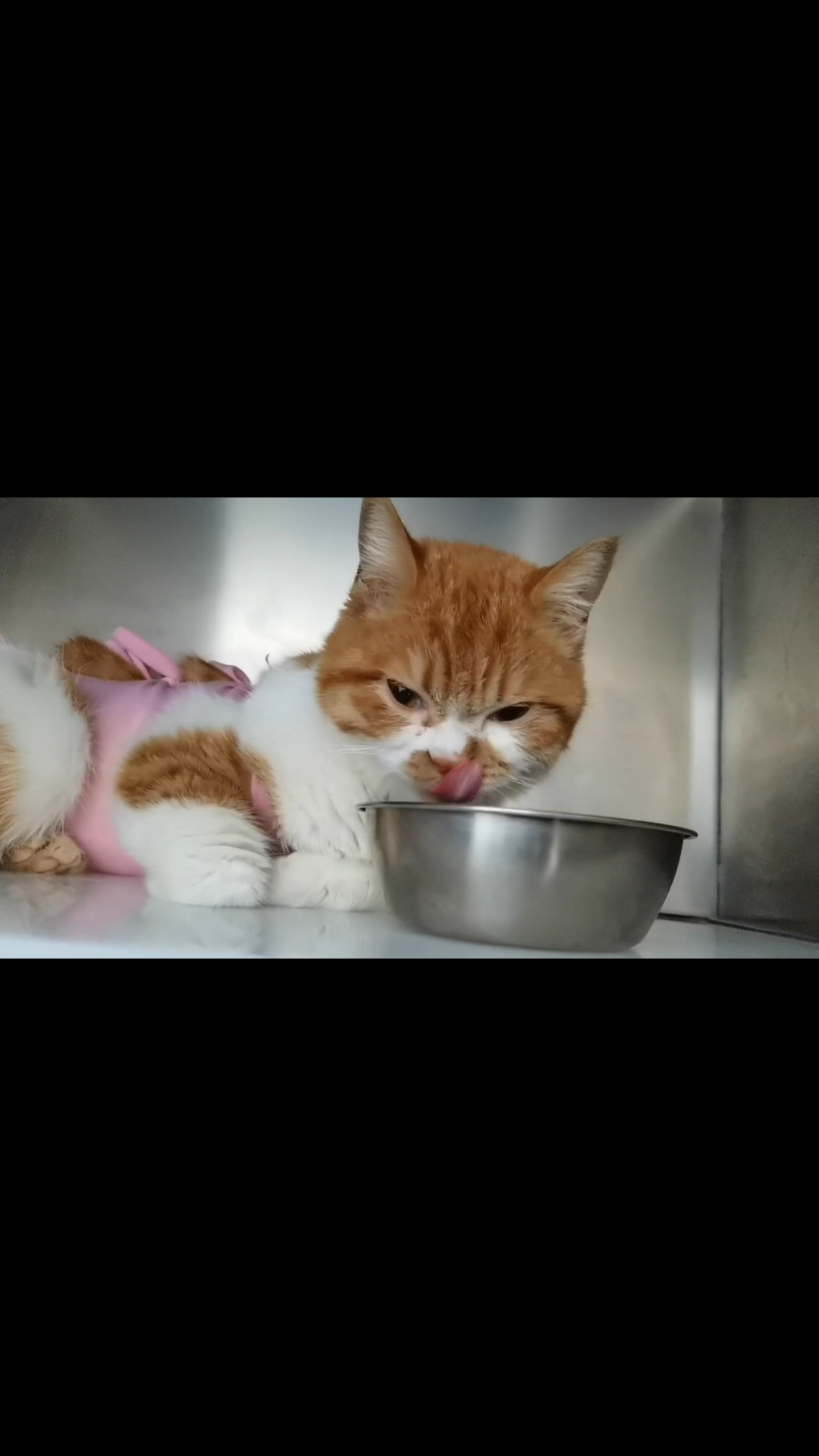 辛巴巴每天的任务就是盯着他的罐罐