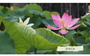 Download Video: 杭州植物园线上荷花展，快来打卡吧