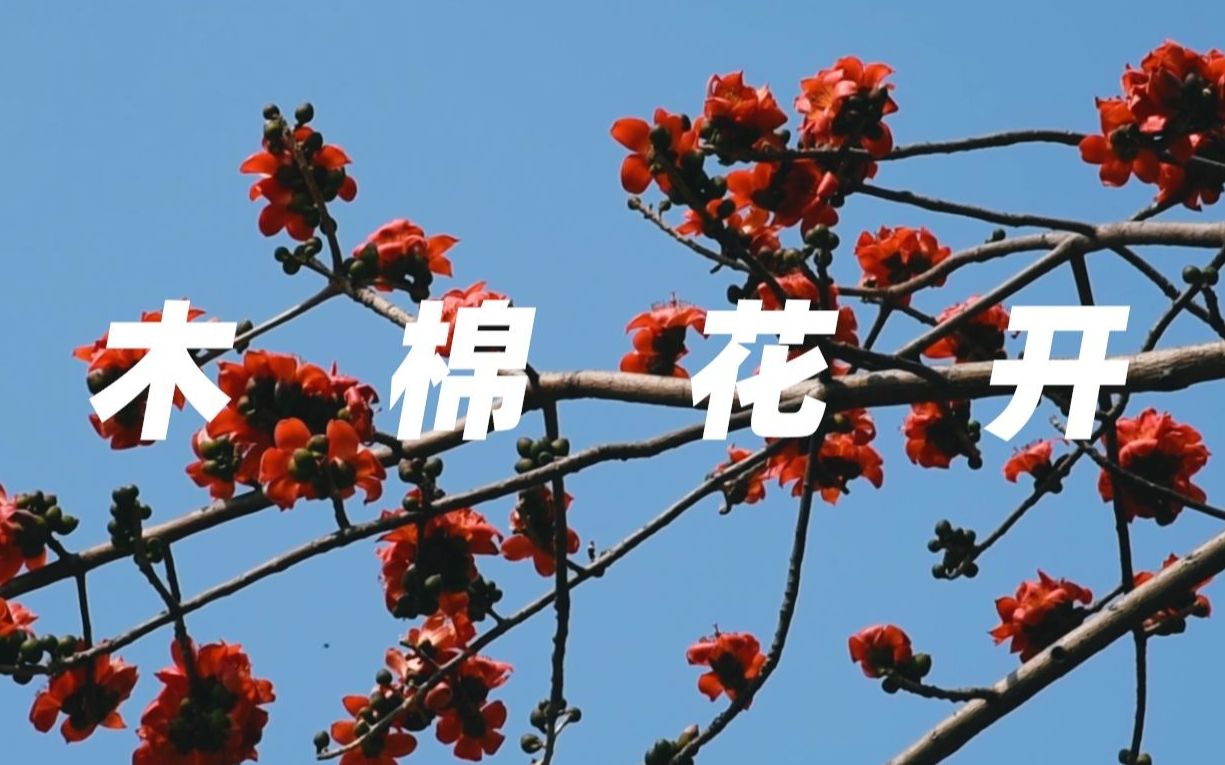 [图]【升格短片】木棉花开