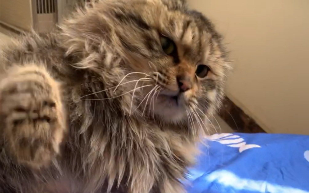 静电炸毛小猫咪